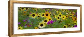 USA, New Hampshire meridian planted with sunflowers and cosmos flowers along Interstate 95.-Sylvia Gulin-Framed Photographic Print