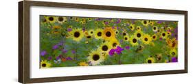 USA, New Hampshire meridian planted with sunflowers and cosmos flowers along Interstate 95.-Sylvia Gulin-Framed Photographic Print