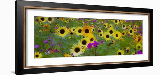 USA, New Hampshire meridian planted with sunflowers and cosmos flowers along Interstate 95.-Sylvia Gulin-Framed Photographic Print