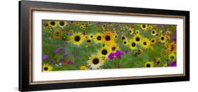 USA, New Hampshire meridian planted with sunflowers and cosmos flowers along Interstate 95.-Sylvia Gulin-Framed Photographic Print