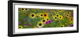 USA, New Hampshire meridian planted with sunflowers and cosmos flowers along Interstate 95.-Sylvia Gulin-Framed Photographic Print