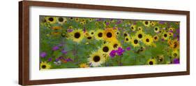 USA, New Hampshire meridian planted with sunflowers and cosmos flowers along Interstate 95.-Sylvia Gulin-Framed Photographic Print