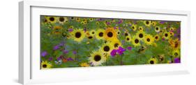 USA, New Hampshire meridian planted with sunflowers and cosmos flowers along Interstate 95.-Sylvia Gulin-Framed Photographic Print