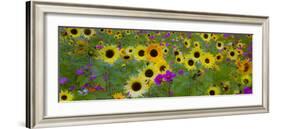 USA, New Hampshire meridian planted with sunflowers and cosmos flowers along Interstate 95.-Sylvia Gulin-Framed Photographic Print