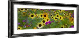 USA, New Hampshire meridian planted with sunflowers and cosmos flowers along Interstate 95.-Sylvia Gulin-Framed Photographic Print
