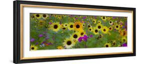 USA, New Hampshire meridian planted with sunflowers and cosmos flowers along Interstate 95.-Sylvia Gulin-Framed Photographic Print