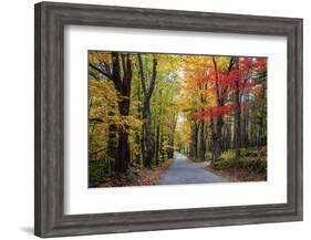 USA, New Hampshire, tree-lined road with maple trees in Fall colors.-Sylvia Gulin-Framed Photographic Print