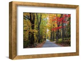 USA, New Hampshire, tree-lined road with maple trees in Fall colors.-Sylvia Gulin-Framed Photographic Print