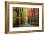 USA, New Hampshire, tree-lined road with maple trees in Fall colors.-Sylvia Gulin-Framed Photographic Print