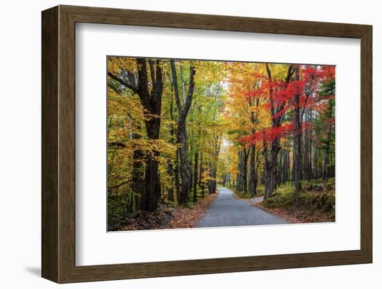 USA, New Hampshire, tree-lined road with maple trees in Fall colors.-Sylvia Gulin-Framed Photographic Print