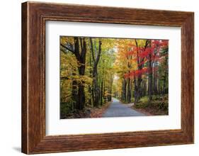 USA, New Hampshire, tree-lined road with maple trees in Fall colors.-Sylvia Gulin-Framed Photographic Print