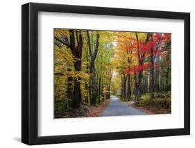 USA, New Hampshire, tree-lined road with maple trees in Fall colors.-Sylvia Gulin-Framed Photographic Print