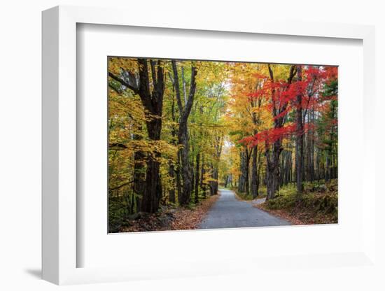 USA, New Hampshire, tree-lined road with maple trees in Fall colors.-Sylvia Gulin-Framed Photographic Print