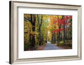 USA, New Hampshire, tree-lined road with maple trees in Fall colors.-Sylvia Gulin-Framed Photographic Print