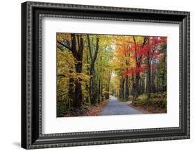 USA, New Hampshire, tree-lined road with maple trees in Fall colors.-Sylvia Gulin-Framed Photographic Print