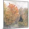 USA, New Hampshire, White Mountains, Fog swirling around maples at Coffin Pond-Ann Collins-Mounted Photographic Print