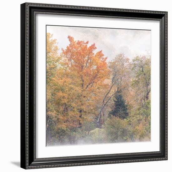 USA, New Hampshire, White Mountains, Fog swirling around maples at Coffin Pond-Ann Collins-Framed Photographic Print