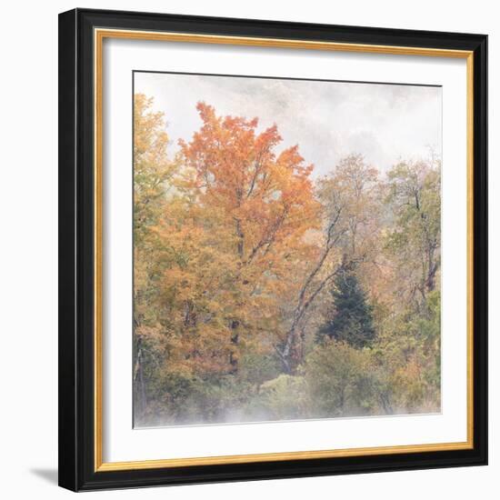 USA, New Hampshire, White Mountains, Fog swirling around maples at Coffin Pond-Ann Collins-Framed Photographic Print