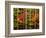 USA, New Hampshire, White Mountains, Maple and white birch-Ann Collins-Framed Photographic Print