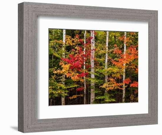 USA, New Hampshire, White Mountains, Maple and white birch-Ann Collins-Framed Photographic Print