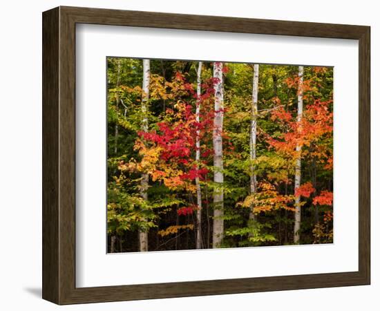 USA, New Hampshire, White Mountains, Maple and white birch-Ann Collins-Framed Photographic Print