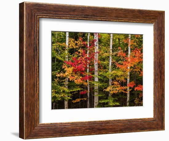 USA, New Hampshire, White Mountains, Maple and white birch-Ann Collins-Framed Photographic Print