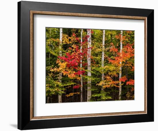 USA, New Hampshire, White Mountains, Maple and white birch-Ann Collins-Framed Photographic Print