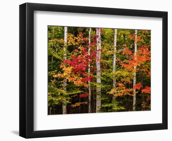 USA, New Hampshire, White Mountains, Maple and white birch-Ann Collins-Framed Photographic Print