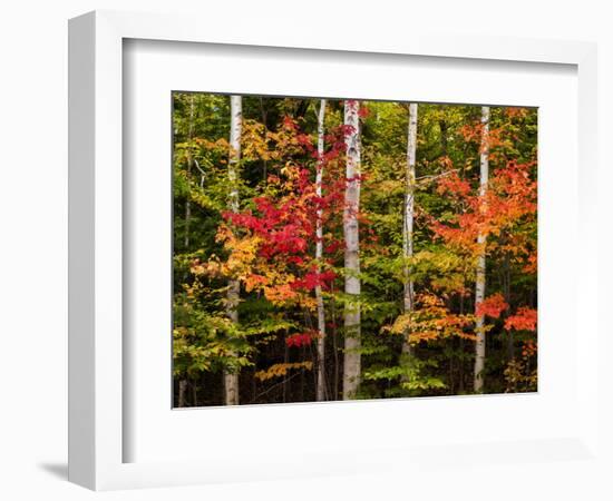 USA, New Hampshire, White Mountains, Maple and white birch-Ann Collins-Framed Photographic Print