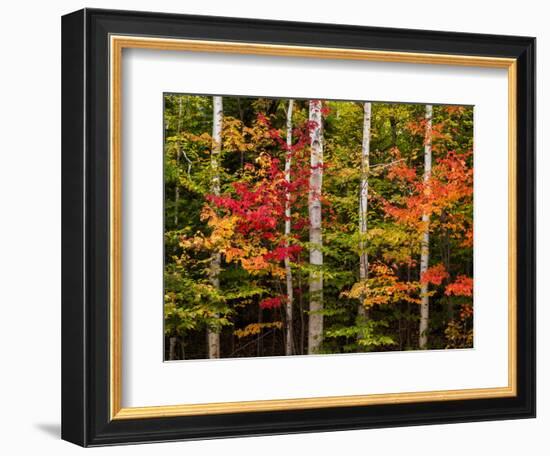 USA, New Hampshire, White Mountains, Maple and white birch-Ann Collins-Framed Photographic Print