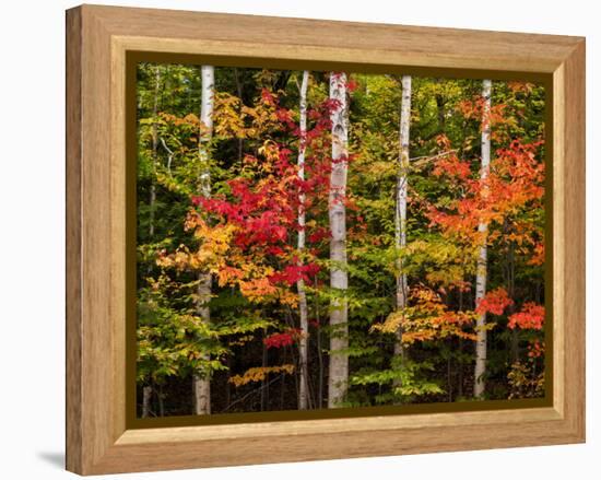 USA, New Hampshire, White Mountains, Maple and white birch-Ann Collins-Framed Premier Image Canvas