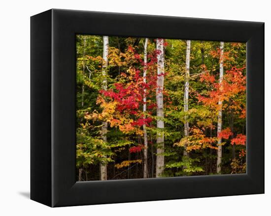 USA, New Hampshire, White Mountains, Maple and white birch-Ann Collins-Framed Premier Image Canvas