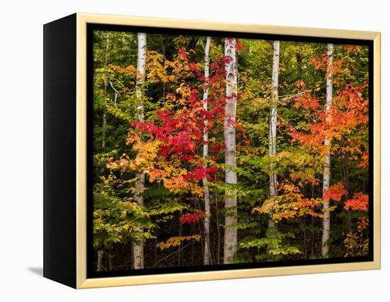 USA, New Hampshire, White Mountains, Maple and white birch-Ann Collins-Framed Premier Image Canvas