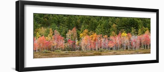 USA, New Hampshire, White Mountains, Panoramic view of maple in autumn-Ann Collins-Framed Photographic Print