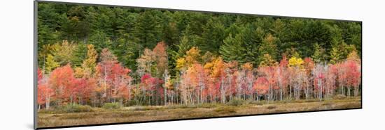 USA, New Hampshire, White Mountains, Panoramic view of maple in autumn-Ann Collins-Mounted Photographic Print