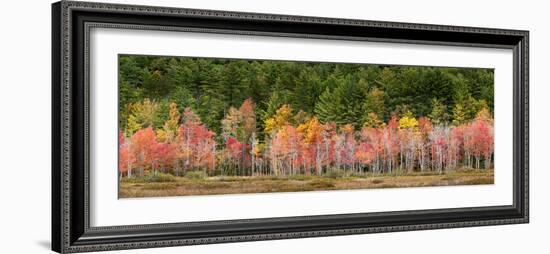USA, New Hampshire, White Mountains, Panoramic view of maple in autumn-Ann Collins-Framed Photographic Print