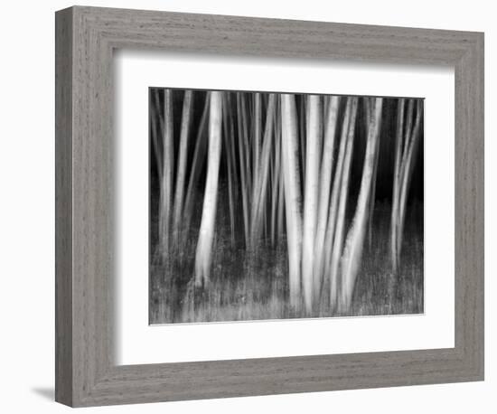 USA, New Hampshire, White Mountains, White birches abstract-Ann Collins-Framed Photographic Print