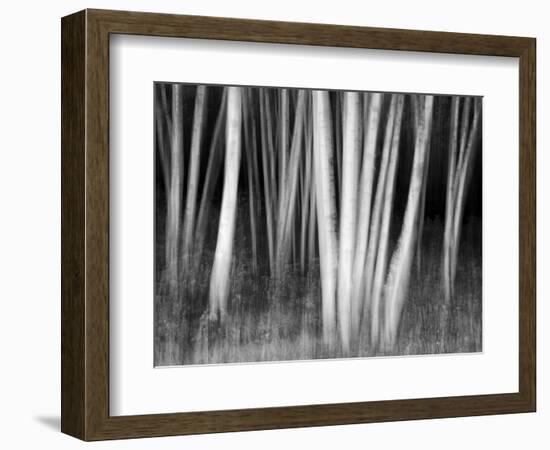 USA, New Hampshire, White Mountains, White birches abstract-Ann Collins-Framed Photographic Print