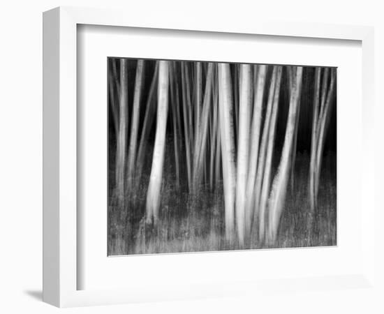 USA, New Hampshire, White Mountains, White birches abstract-Ann Collins-Framed Photographic Print