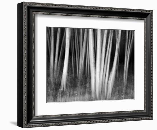 USA, New Hampshire, White Mountains, White birches abstract-Ann Collins-Framed Photographic Print