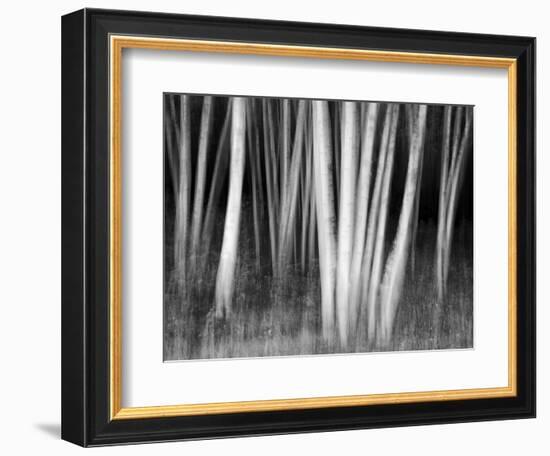 USA, New Hampshire, White Mountains, White birches abstract-Ann Collins-Framed Photographic Print