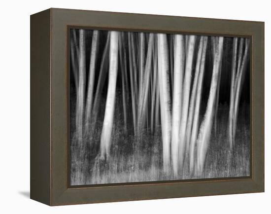 USA, New Hampshire, White Mountains, White birches abstract-Ann Collins-Framed Premier Image Canvas