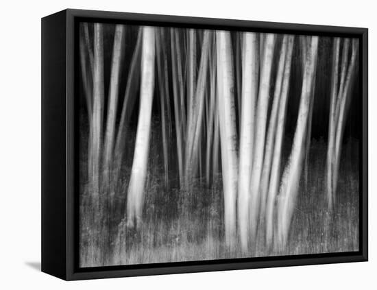 USA, New Hampshire, White Mountains, White birches abstract-Ann Collins-Framed Premier Image Canvas
