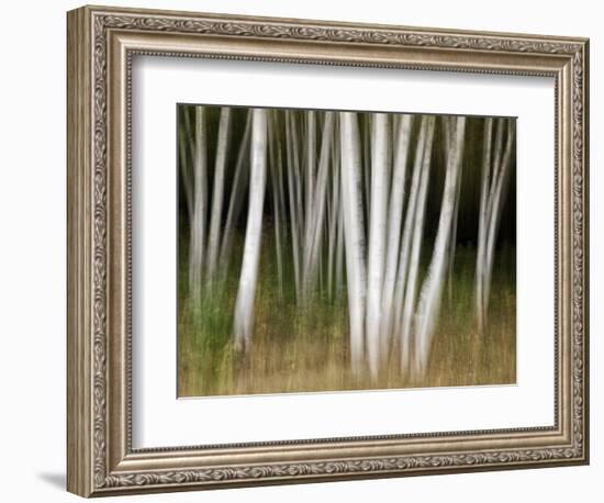 USA, New Hampshire, White Mountains, White birches abstract-Ann Collins-Framed Photographic Print