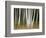 USA, New Hampshire, White Mountains, White birches abstract-Ann Collins-Framed Photographic Print