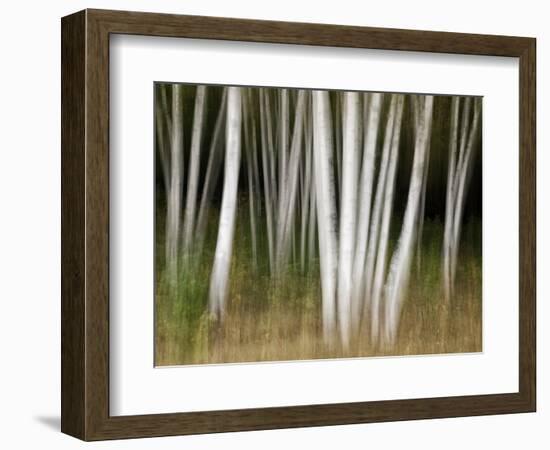 USA, New Hampshire, White Mountains, White birches abstract-Ann Collins-Framed Photographic Print