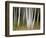 USA, New Hampshire, White Mountains, White birches abstract-Ann Collins-Framed Photographic Print