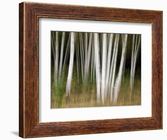 USA, New Hampshire, White Mountains, White birches abstract-Ann Collins-Framed Photographic Print