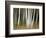 USA, New Hampshire, White Mountains, White birches abstract-Ann Collins-Framed Photographic Print