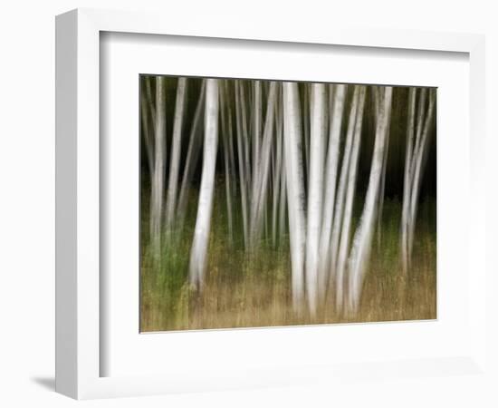 USA, New Hampshire, White Mountains, White birches abstract-Ann Collins-Framed Photographic Print